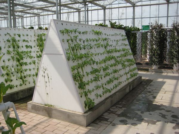 立體栽培之氣霧培項目建設